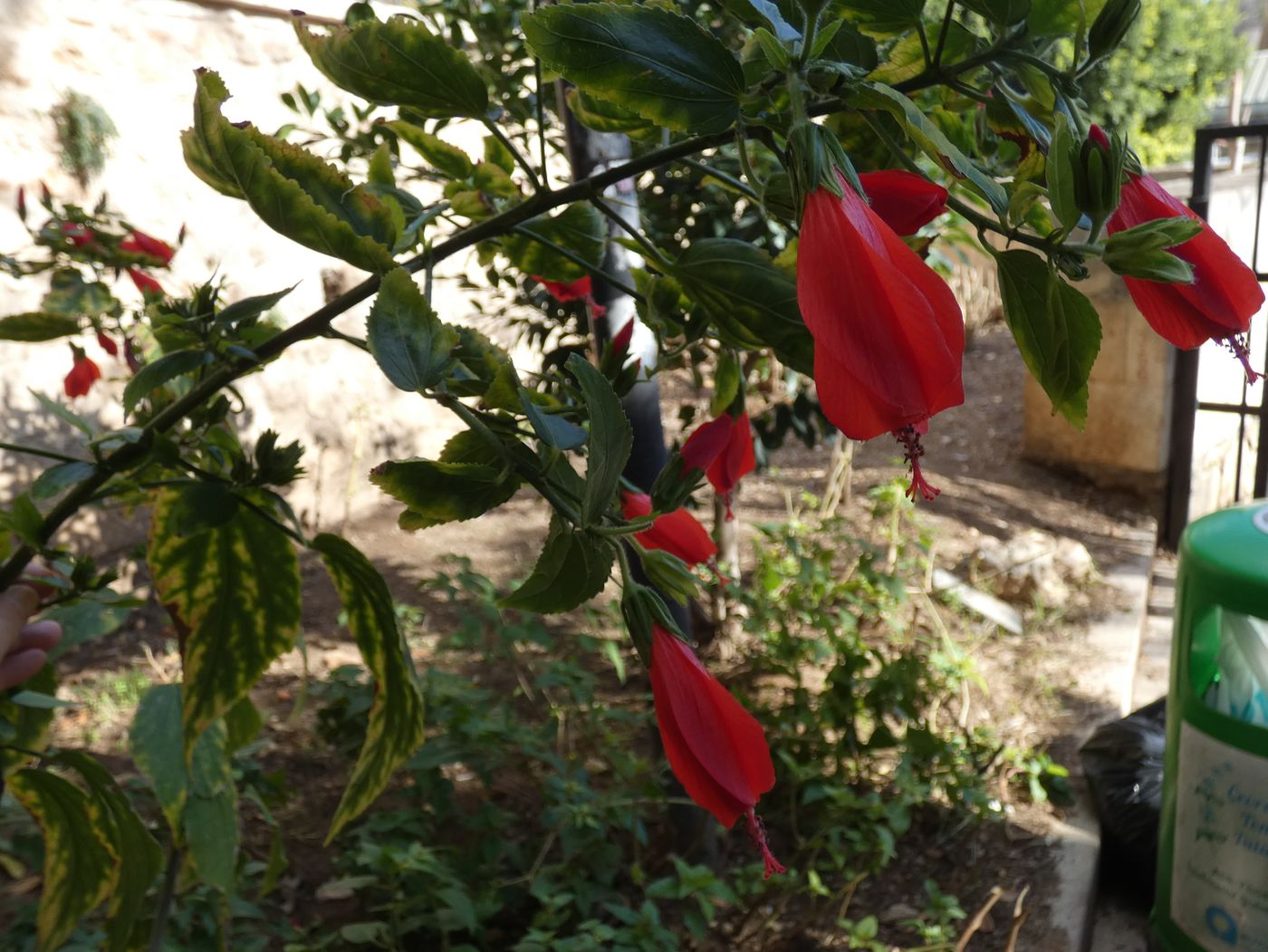 Изображение особи Hibiscus rosa-sinensis.