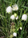 Leucojum aestivum