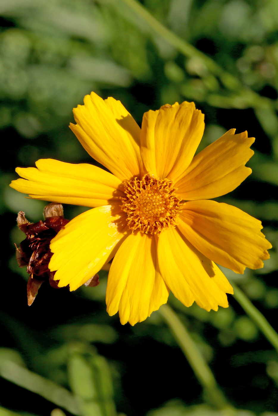 Image of Coreopsis grandiflora specimen.
