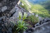 Gentiana algida. Цветущие растения между камней. Хабаровский край, р-н Имени Лазо, г. Ко, каменистые россыпи. 13.08.2020.