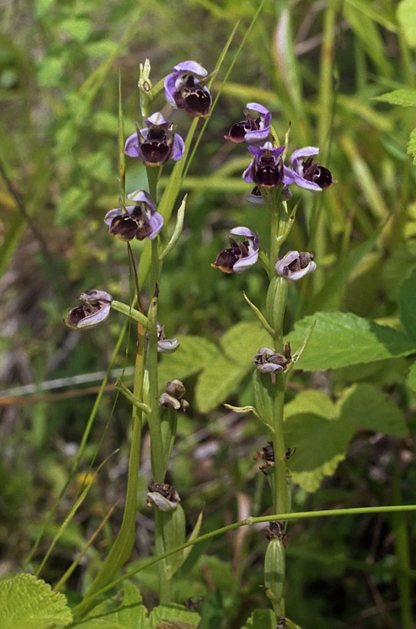 Изображение особи Ophrys oestrifera.