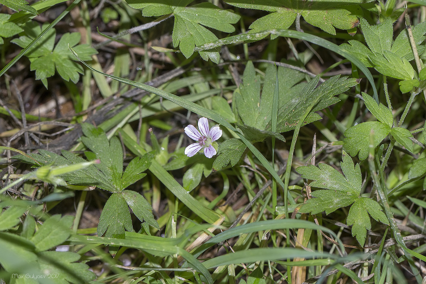Изображение особи Geranium sibiricum.