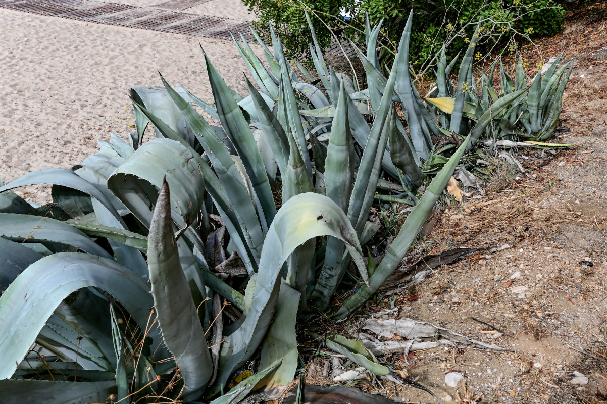 Изображение особи Agave americana.