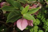 genus Helleborus. Верхушка побега с цветком. Санкт-Петербург, Кировский р-н, палисадник у жилого дома, в культуре. 12.04.2026.