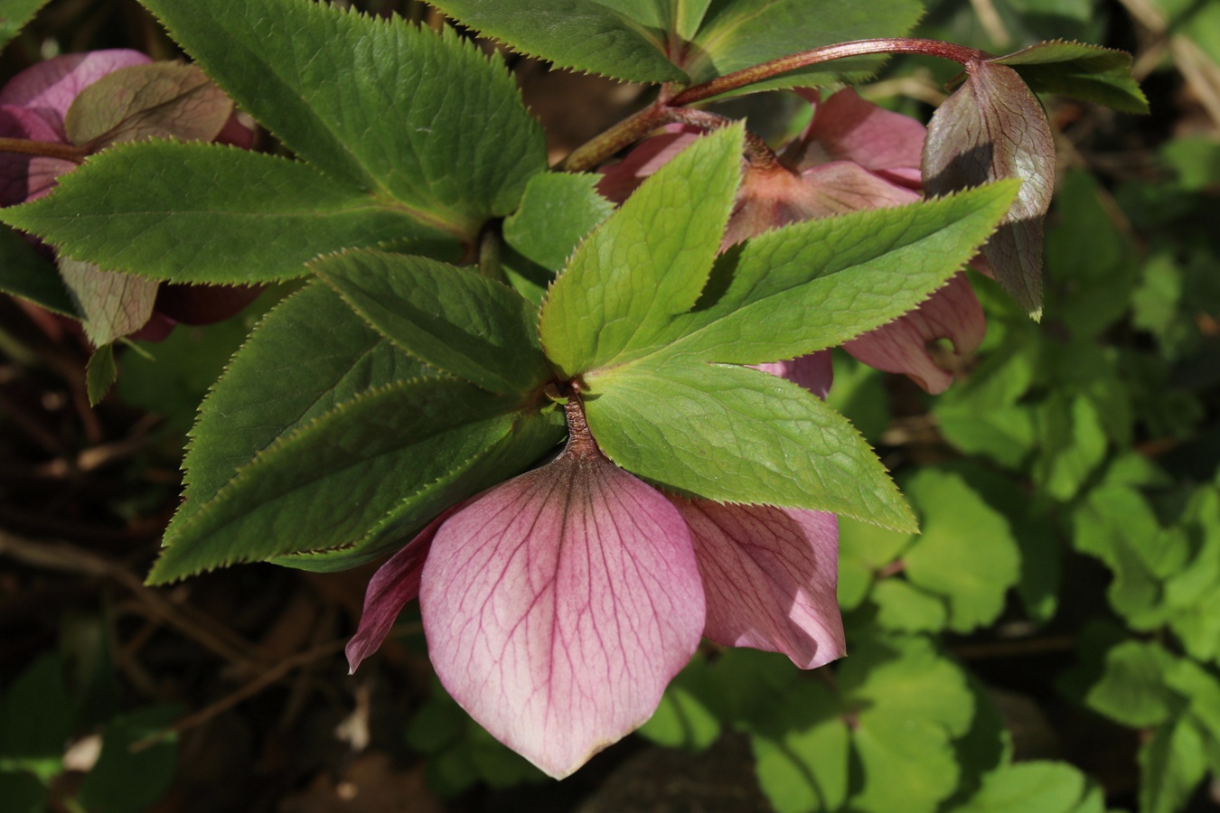 Image of Helleborus abchasicus specimen.