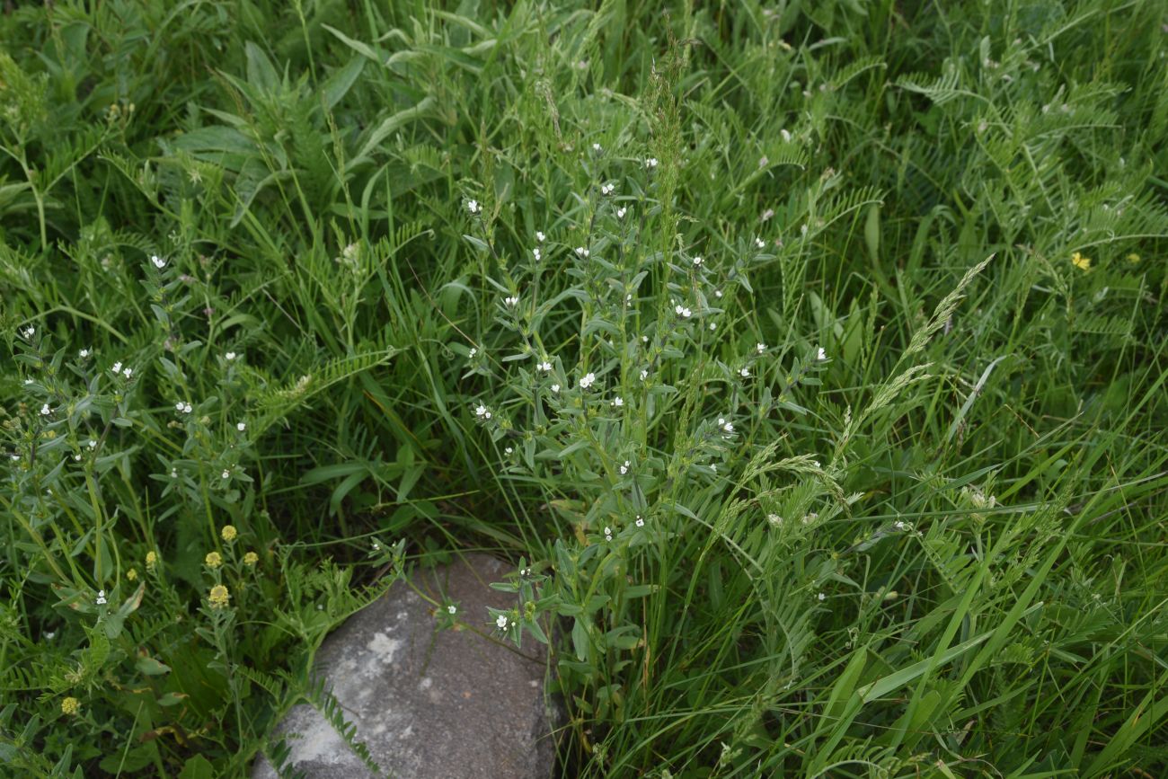 Image of Buglossoides arvensis specimen.