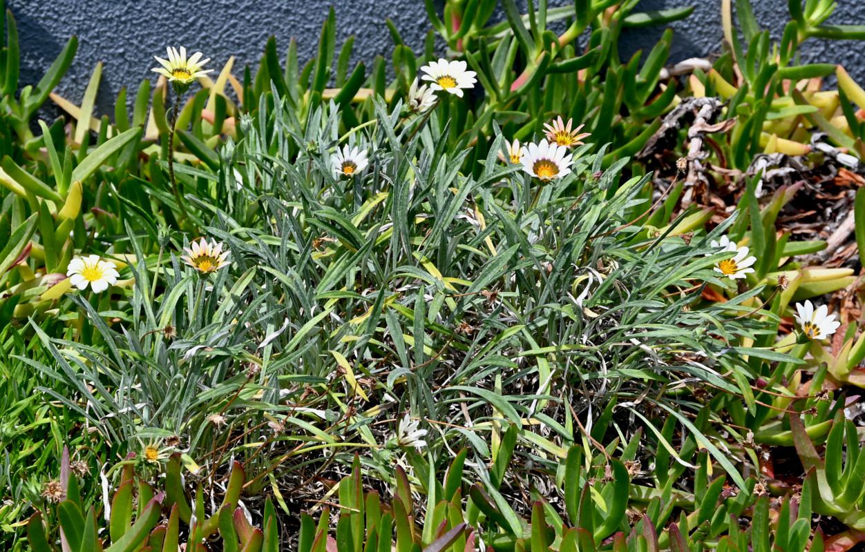 Изображение особи Gazania × hybrida.