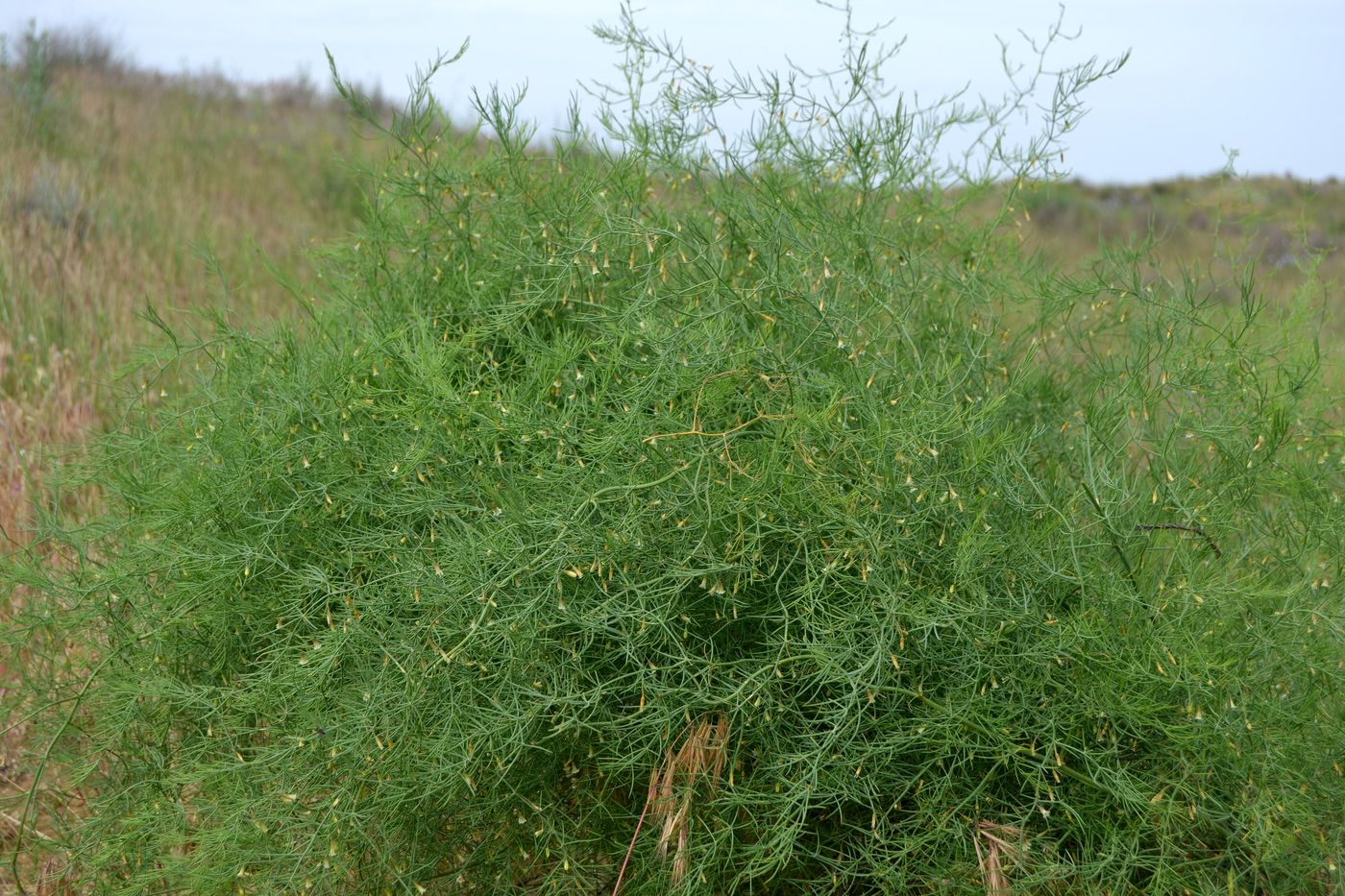 Изображение особи Asparagus inderiensis.
