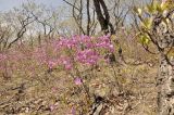 Rhododendron mucronulatum. Цветущие растения. Приморье, окр. г. Находка, широколиственный лес. 03.05.2026.