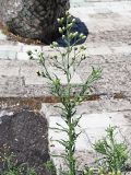 Conyza bonariensis. Верхняя часть цветущего и плодоносящего растения. Краснодарский край, г. Адлер, ул. Просвещения, детская площадка. 03.07.2024.