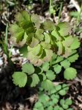 Thalictrum baicalense. Верхушка вегетирующего растения. Хабаровский край, г. Комсомольск-на-Амуре, дол. р. Силинка, лиственный лес. 20.05.2026.