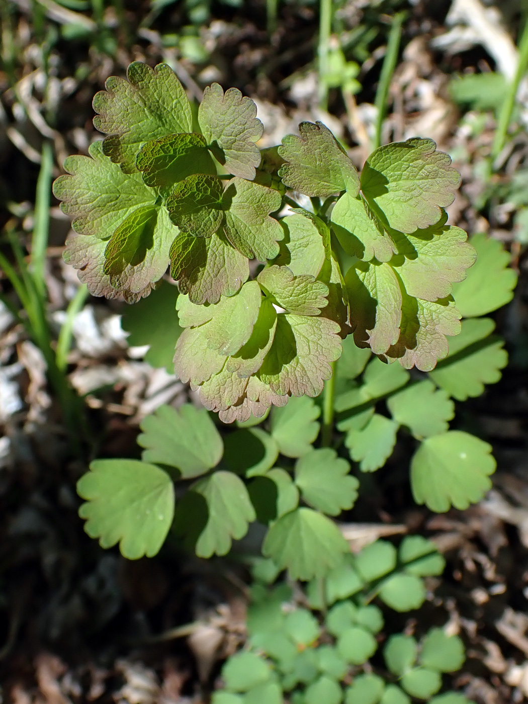 Image of Thalictrum baicalense specimen.