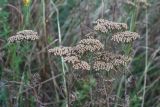 Achillea millefolium. Верхушки побегов с соплодиями. Краснодарский край, г. Новороссийск, окр. села Мысхако, зарастающий кустарником приморский склон. 10.07.2022.