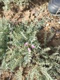 Astragalus lasiophyllus