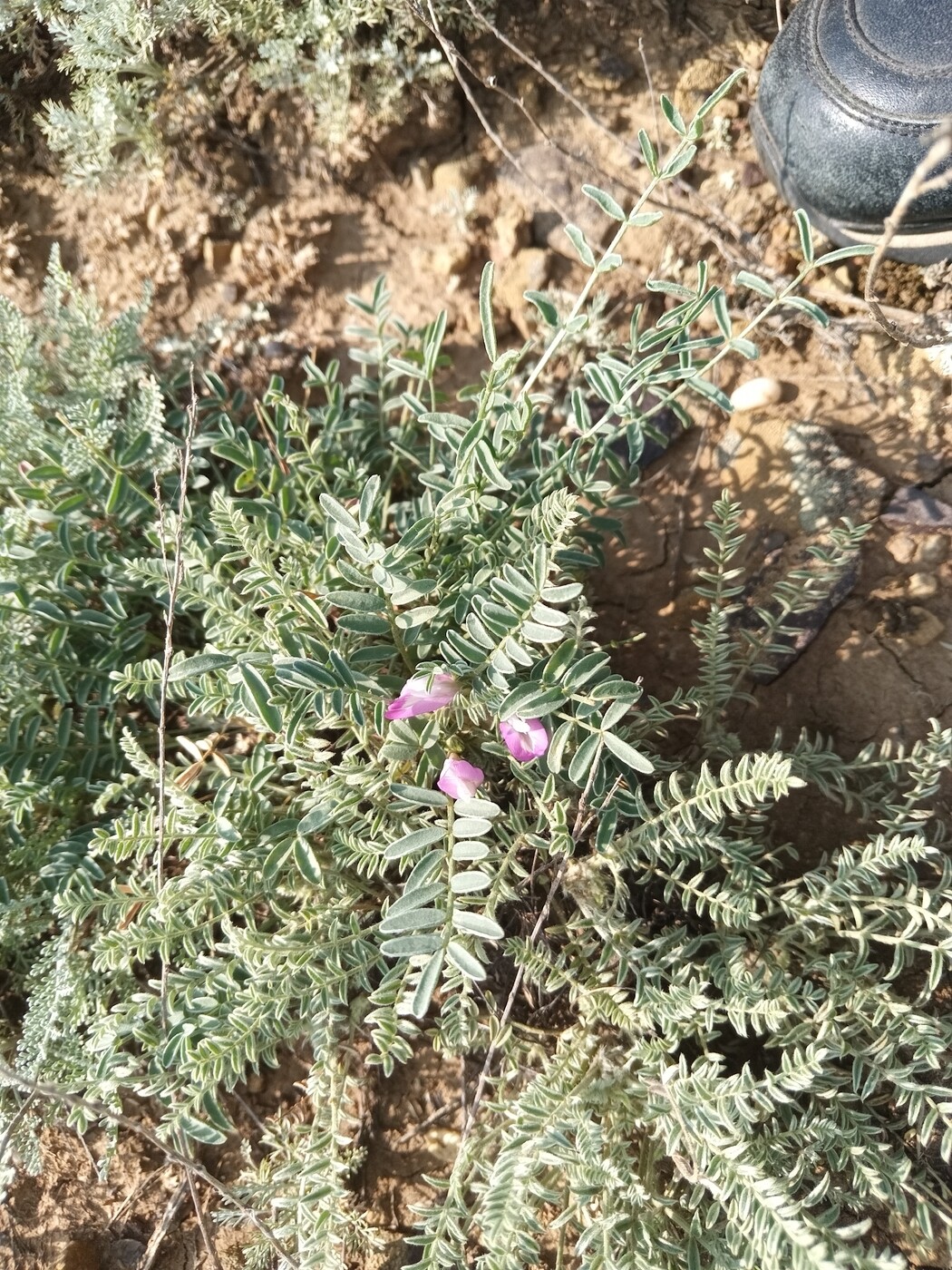 Image of Astragalus lasiophyllus specimen.