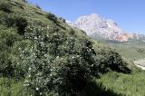 Rosa alberti. Цветущее растение. Кыргызстан, Нарынская обл., Ак-Талинский р-н, предгорья хр. Джамантау; 2800 м н.у.м., зеленый сай. 10.07.2026.