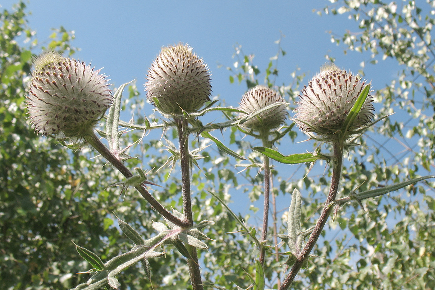 Image of Cirsium polonicum specimen.
