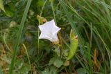 Calystegia sepium. Цветок. Беларусь, Брестская обл., Каменецкий р-н, окр. аг. Каменюки, НП «Беловежская пуща». Долина р. Лесная Правая, пойменный луг. 02.07.2026.