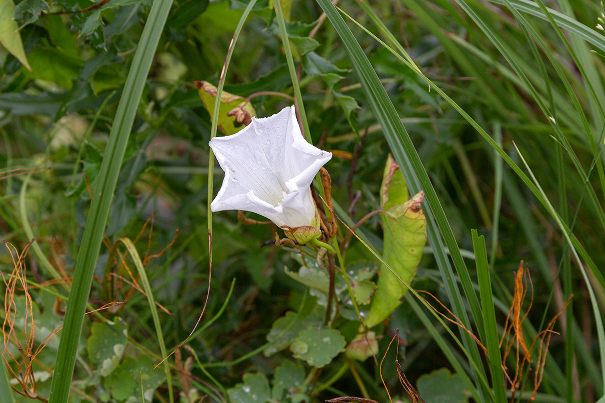 Изображение особи Calystegia sepium.