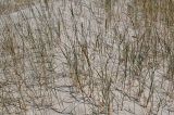 Elytrigia juncea. Плодоносящие растения. Португалия, округ Сетубал, п-ов Троя, песчаный пляж. 17.06.2026.
