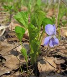 Viola mirabilis