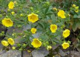 Potentilla asiatica. Верхушки соцветий с закрывающимися перед дождём цветками. Казахстан, Тянь-Шань, Малое Алматинское ущелье, выс. 2935 м н.у.м., западный борт, каньон Чёрного водопада, тальвег. 31.08.2026.