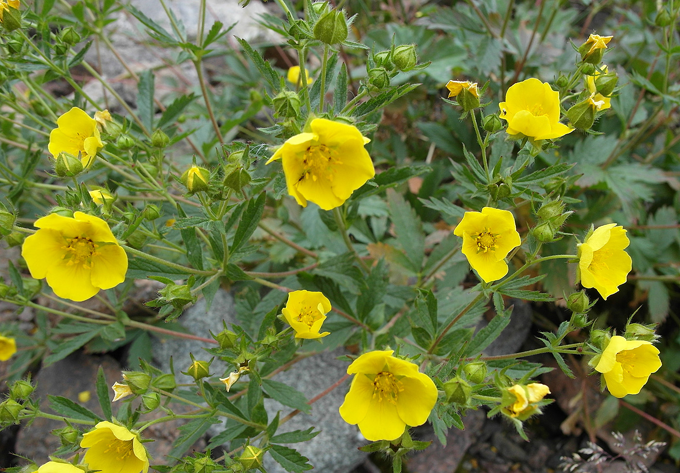 Изображение особи Potentilla asiatica.
