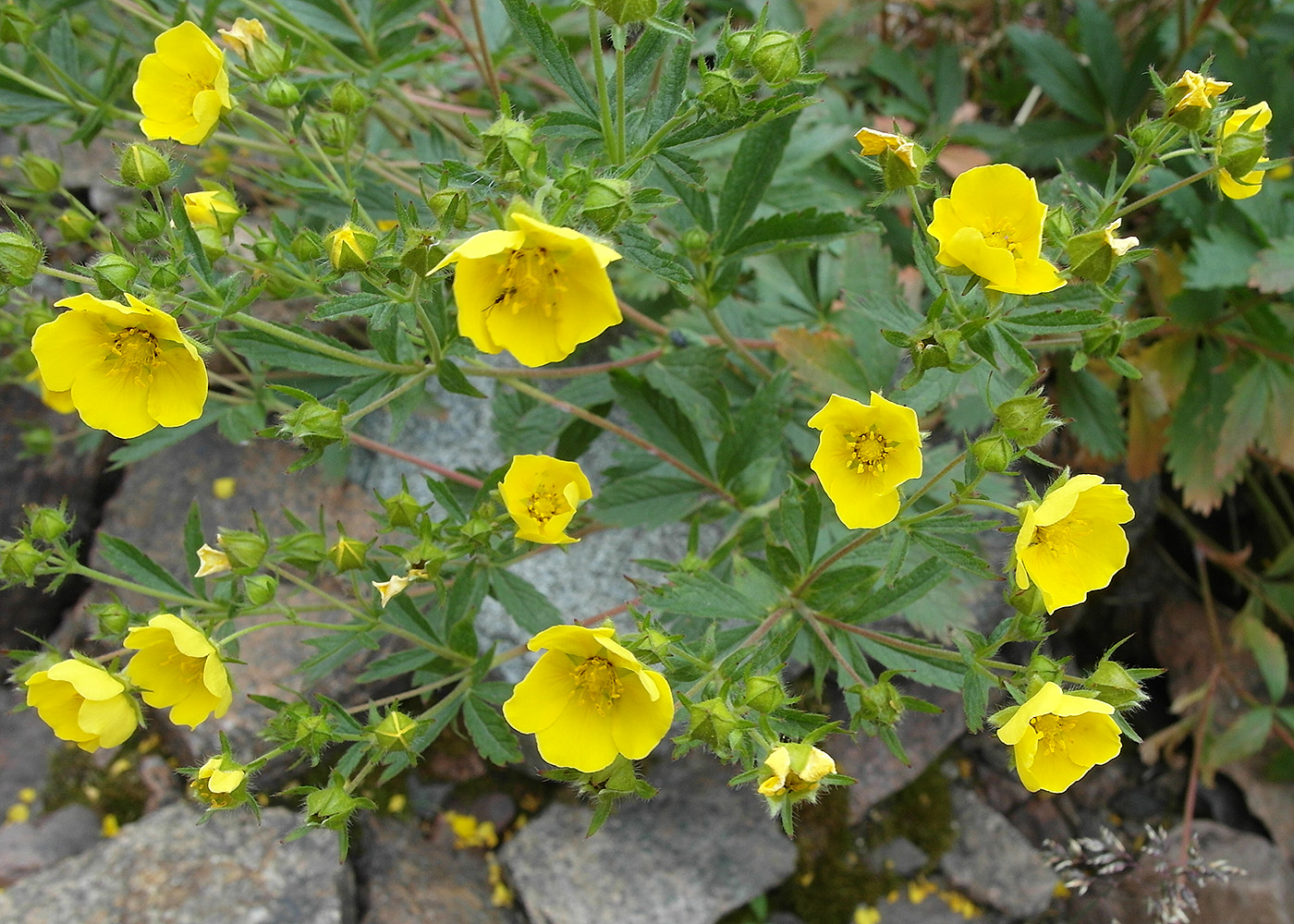 Image of Potentilla asiatica specimen.