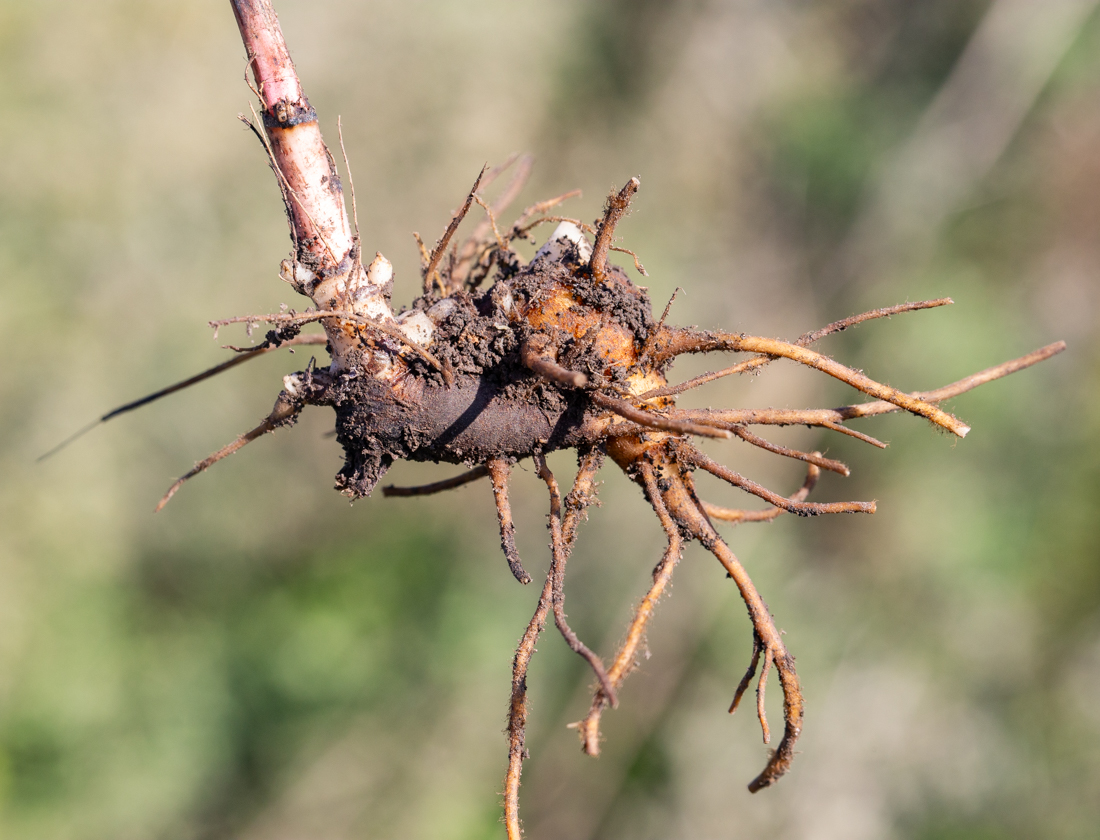 Image of Aconitum kusnezoffii specimen.