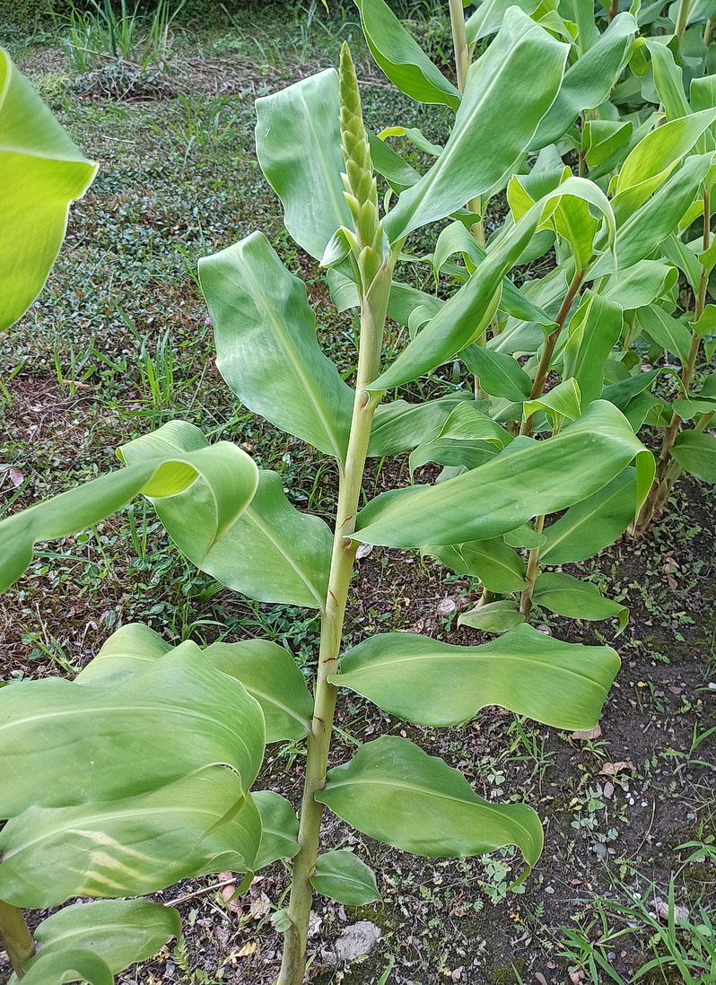 Изображение особи семейство Zingiberaceae.
