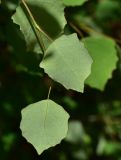 Populus tremula. Листья (вид на абаксиальную поверхность). Турция, ил Артвин, р-н Юсуфели, 400 м ниже дер. Гюльпынар, выс. 1520 м н.у.м., на склоне. 13 июня 2026 г.