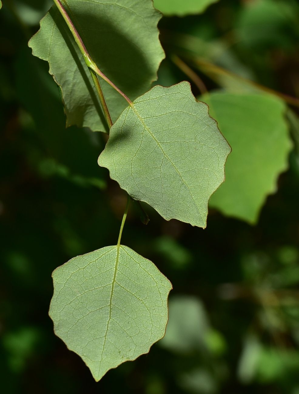 Image of Populus tremula specimen.