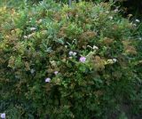 Spiraea × bumalda. Цветущее и плодоносящее растение. Краснодарский край, г. Сочи, парк \"Дендрарий\". 17.08.2026.