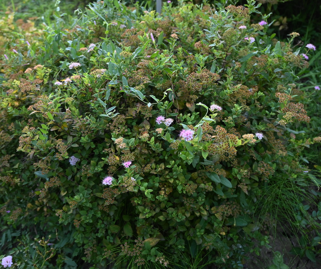 Image of Spiraea × bumalda specimen.