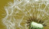род Taraxacum