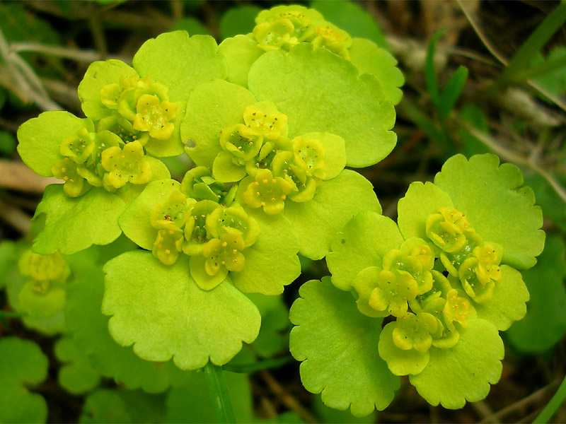 Image of Chrysosplenium alternifolium specimen.