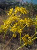 Ferula caspica. Часть соцветия. ЮВ Крым, хр. Биюк-Янышар. 9 июня 2011 г.