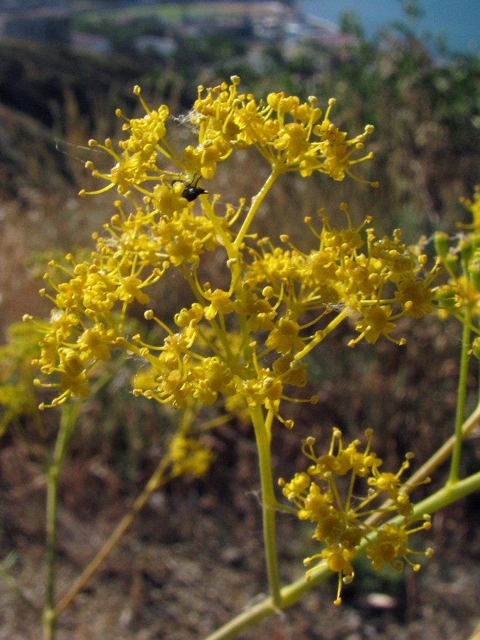 Image of Ferula caspica specimen.