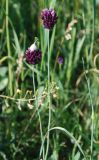 Allium rotundum