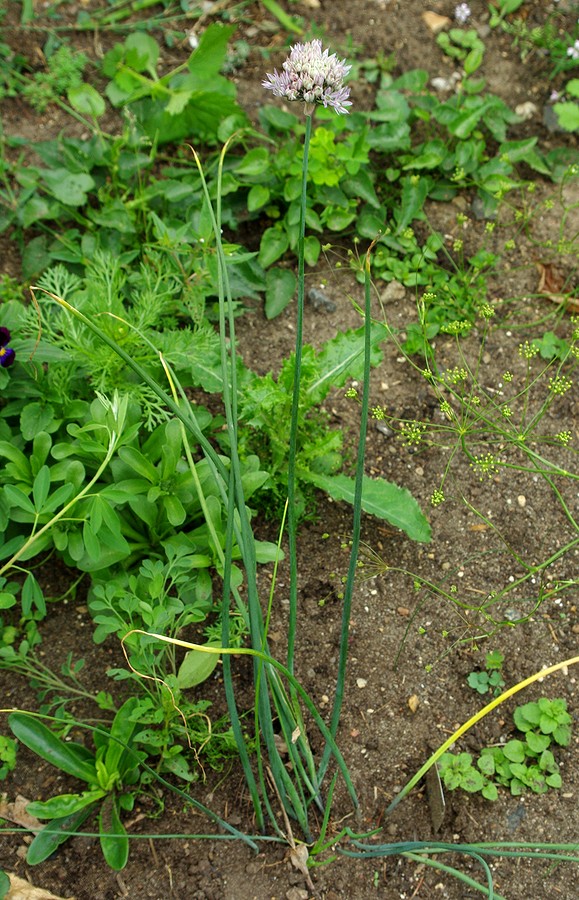 Image of Allium ledebourianum specimen.