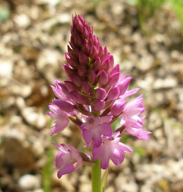 Изображение особи Anacamptis pyramidalis.