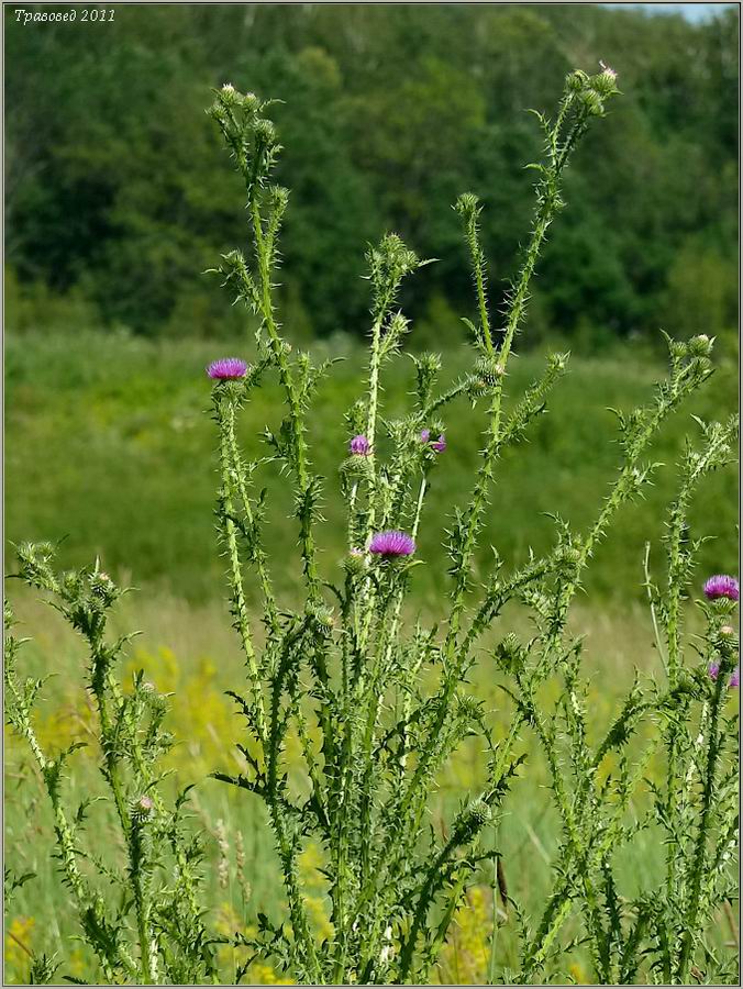 Изображение особи Carduus acanthoides.