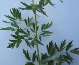 Thalictrum appendiculatum