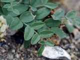 Astragalus lupulinus