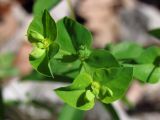 Euphorbia stricta. Соцветия-циатии. Горный Крым, г.Чучель. 25 августа 2011 г.