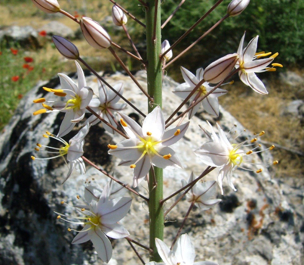 Изображение особи Eremurus angustifolius.