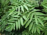 Sambucus ebulus. Листья (видно характерное для вида прирастание основаниями верхних листочков к общему черешку). Узбекистан, г. Ташкент, Ботанический сад им. Ф.Н. Русанова. 17.08.2008.