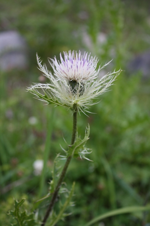 Изображение особи Cirsium obvallatum.