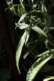 Symphyotrichum × versicolor. Часть побега. Санкт-Петербург, г. Ломоносов, в культуре. 02.10.2011.