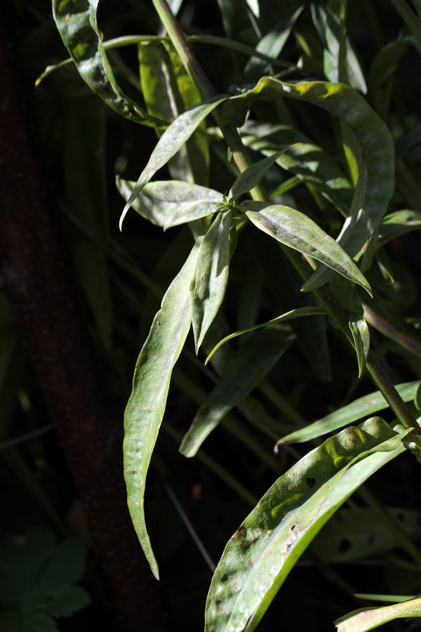 Image of Symphyotrichum &times; versicolor specimen.